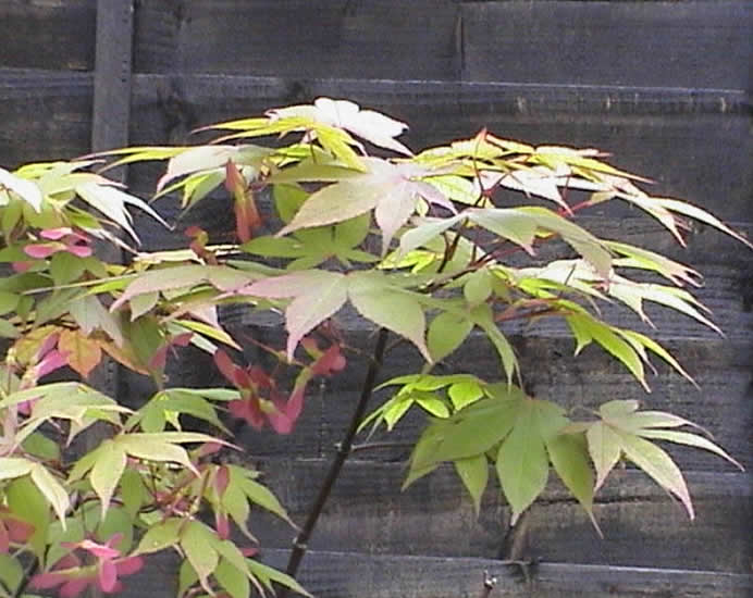 expert garden maintenance in Bolton and Bury
